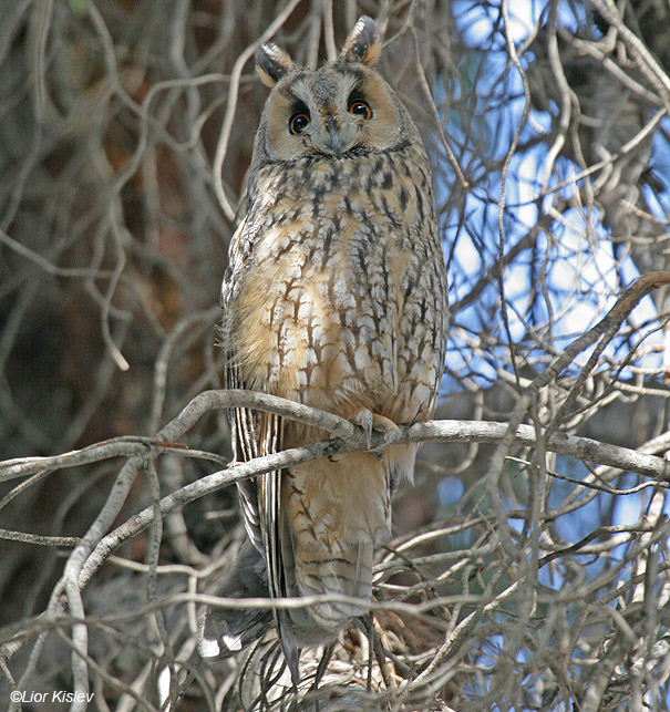  ינשוף עצים   Long-eared Owl Asio otus                                        חניון קדש,גליל עליון,נובמבר 2007